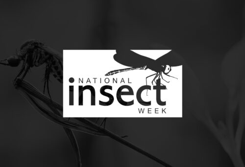 National Insect Week logo